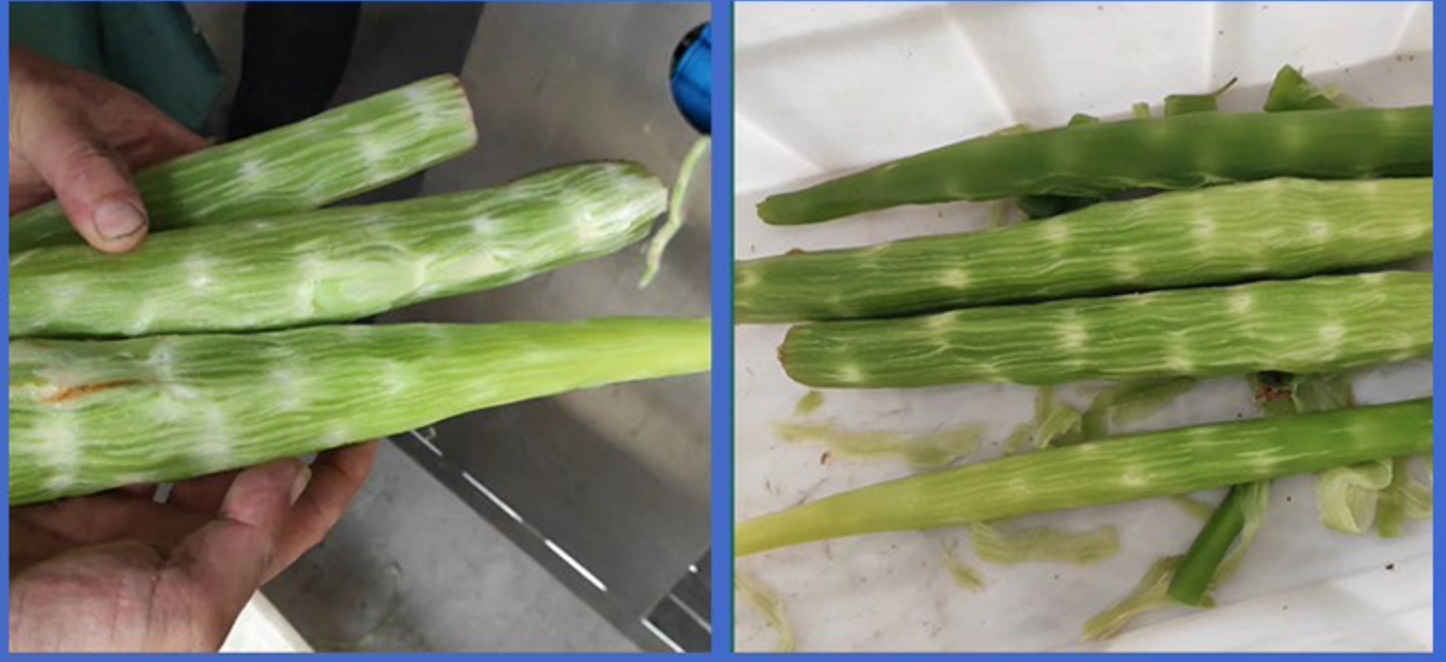莴笋削皮机 山药去皮机 牛蒡去皮机 贡菜削皮机(图4)